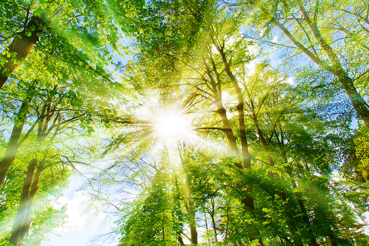 Sonne scheint durch Baumkronen